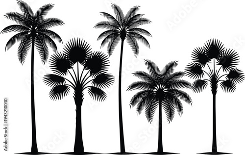 Palm, tree, silhouette, tropical, plant, summer, nature, island, beach, vector, coco, leaf, exotic, black, flora, garden, landscape, vacation, icon, set.