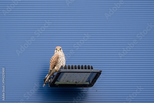 Bild auf Leinwand Common kestrel falco tinnunculus perched on modern streetlight against blue corrugated wall