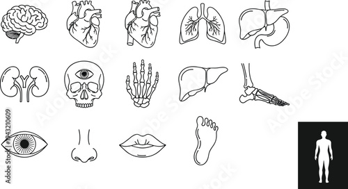 Human anatomy organs and body parts line icons set including brain heart lungs skull eye nose lips hand foot silhouette medical vector