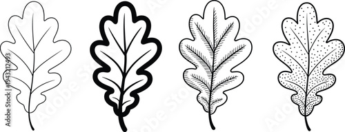 Oak leaf line art set botanical nature foliage outline engraving style autumn plant element vector illustration collection isolated design