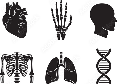 A set of vector line art silhouettes depicting human anatomy and DNA