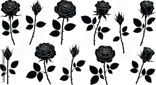 Black and white of various stages of roses with leaves and stems flower