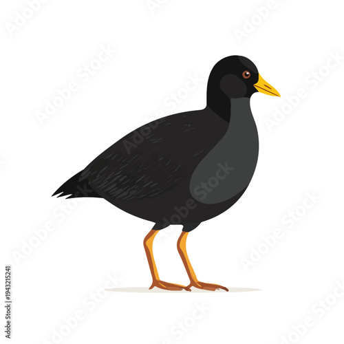 Simple flat 2D vector graphic of Moorhen, modern icon look, displayed on a pure white background.