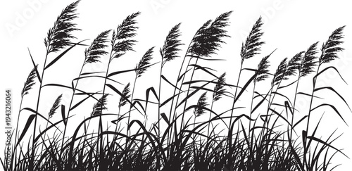 Black silhouette of tall reeds and wild grasses with feathery plumes, marsh wetland plants, vector illustration for nature decor, background, seamless border design