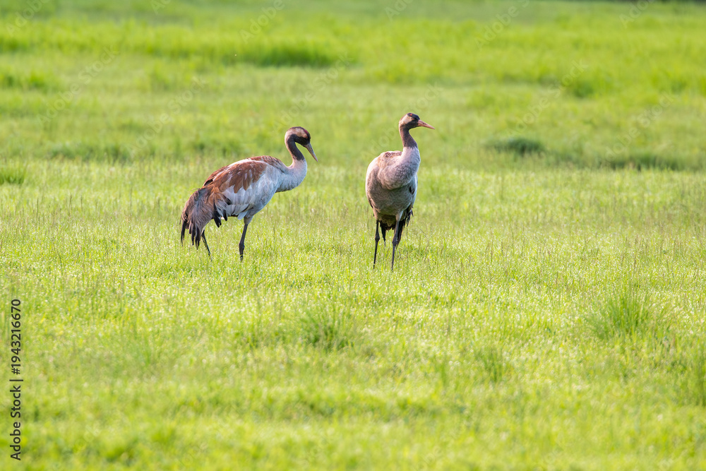 Naklejka premium Two large grey birds known as common cranes, Grus grus standing on a field during nightless night in Finnish nature, Northern Europe