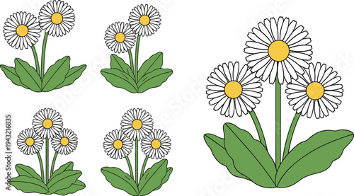 Daisy flower collection with green leaves and yellow centers isolated on white background for garden cad drawing flat vector illustration
