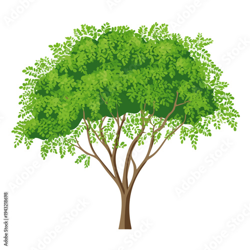 Moringa Tree, modern 2D flat vector illustration in icon style, isolated on pure white background.