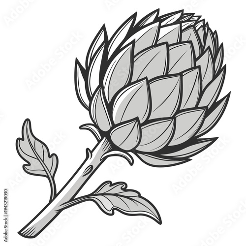 Vector illustration of artichoke vegetable, graphic illustration of a healthy food ingredient