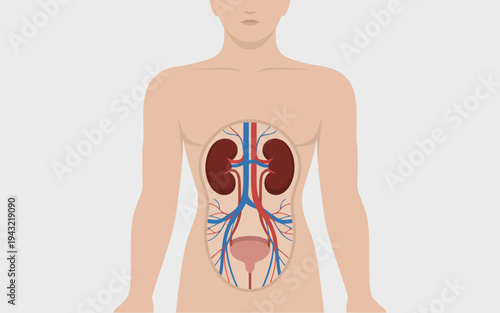 Comprehensive illustration of the human urinary and vascular systems within the body on a pale gray background