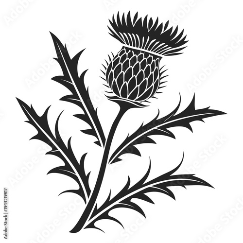 Vector illustration of vintage botanical illustration of a thistle plant with spiky leaves
