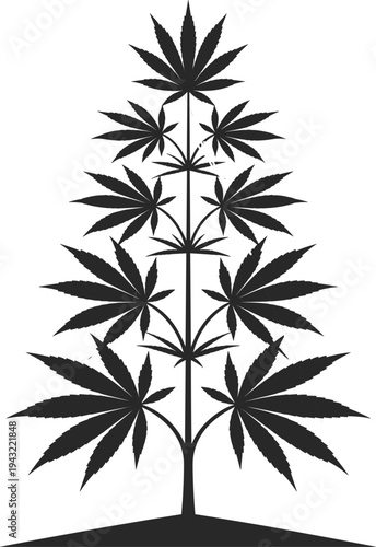 Black and white of a plant with multiple leaves growing from a central stem