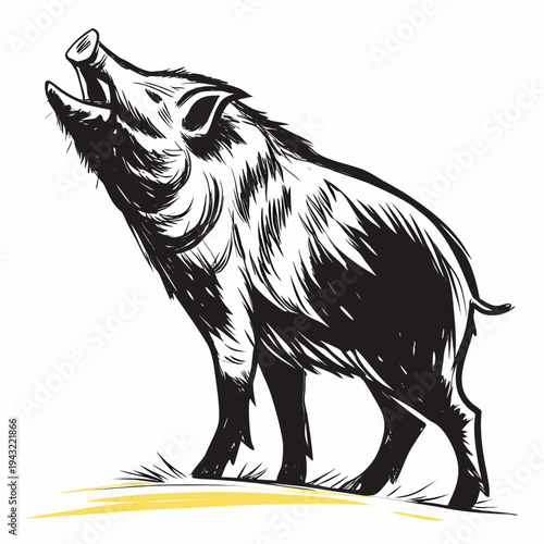 Vector illustration of majestic wild boar grunting or howling in engraving style illustration
