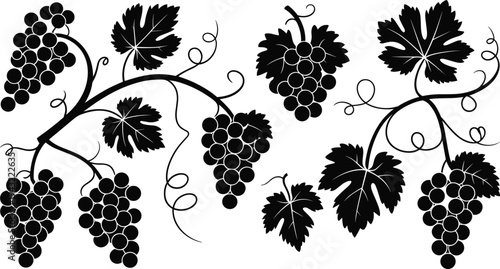 Black and white of grapevine with clusters of grapes and leaves