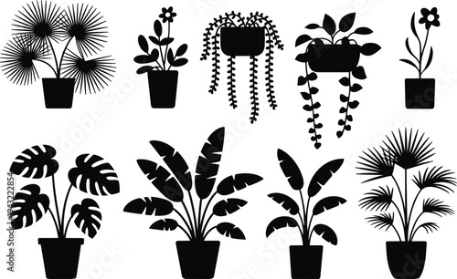 Collection of various black and white potted plants with different leaf shapes and arrangements indoor plants