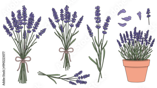 Comprehensive collection of lavender bunches sprigs petals and a potted lavender plant for botanical nature and wellness design themes.