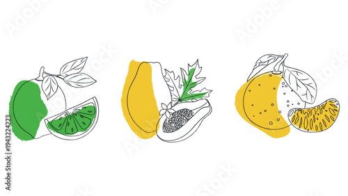 Hand drawn tropical fruit set with line art lime, papaya and tangerine, organic textured vector illustration