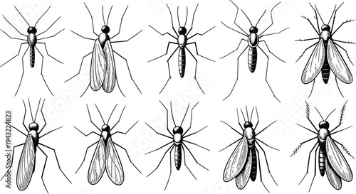 Various detailed of mosquitoes in different poses and species insects black and white wings