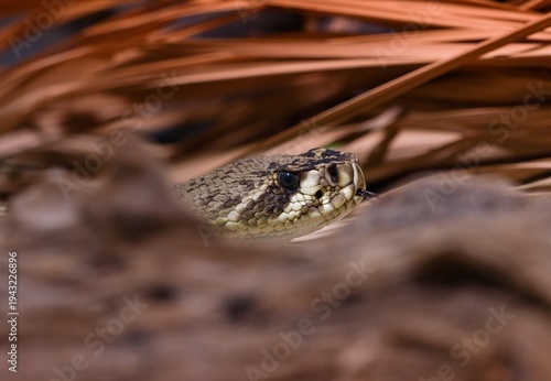 Принти на полотні snake in the zoo