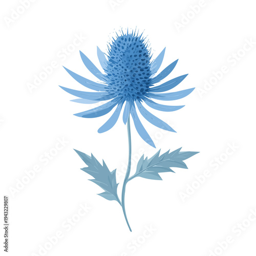 Sea Holly, modern 2D flat vector illustration in icon style, isolated on pure white background.