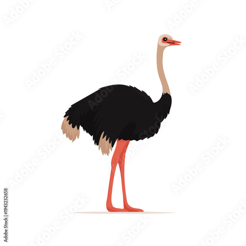 Flat 2D vector illustration of Ostrich, simple icon style on a clean white background.