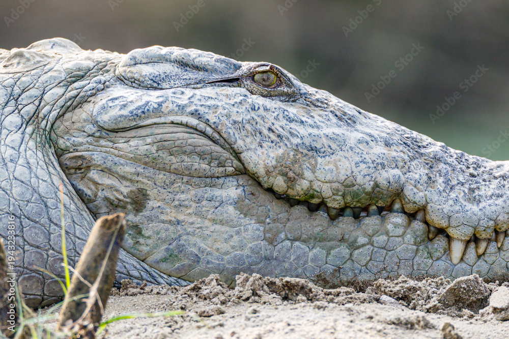 Fototapeta premium Mugger Crocodile Head Close-up Showing Teeth Nepal