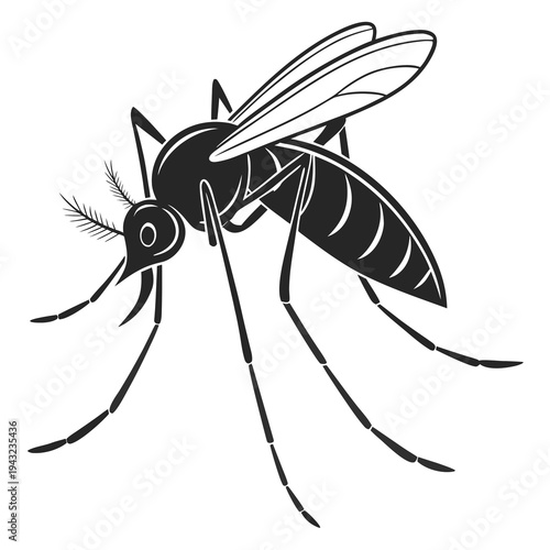 Vector illustration of detailed illustration of a mosquito