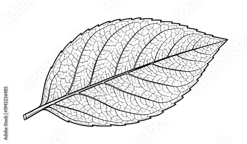 Detailed Botanical Leaf Vein Vector Drawing for Nature Illustration