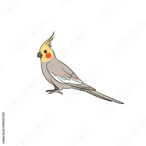 Cockatiel bird standing with yellow crest and orange cheeks  