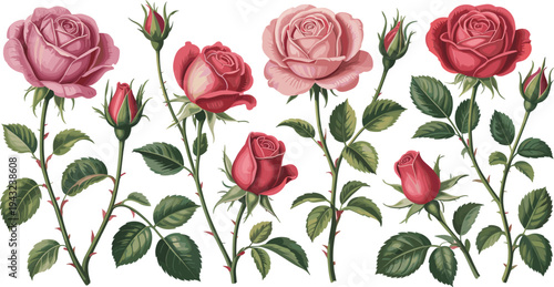 Set of vintage pink and red rose flowers with thorny stems and buds isolated on white background for wedding decoration.