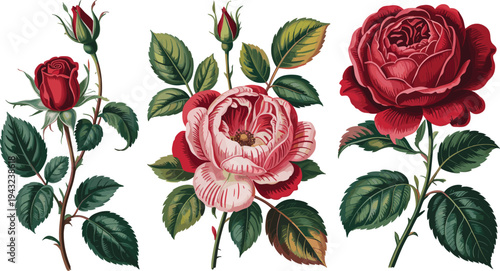 Set of vintage red and pink rose flowers with green leaves and buds isolated on white background for wedding decoration.