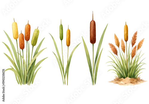 A charming watercolor collection of cattail plants featuring marsh reeds with brown seed heads illustrated in a natural wetland botanical style.