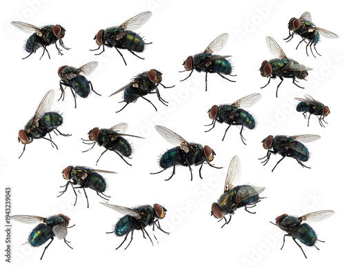 A swarm of iridescent green flies with red eyes populate the black background