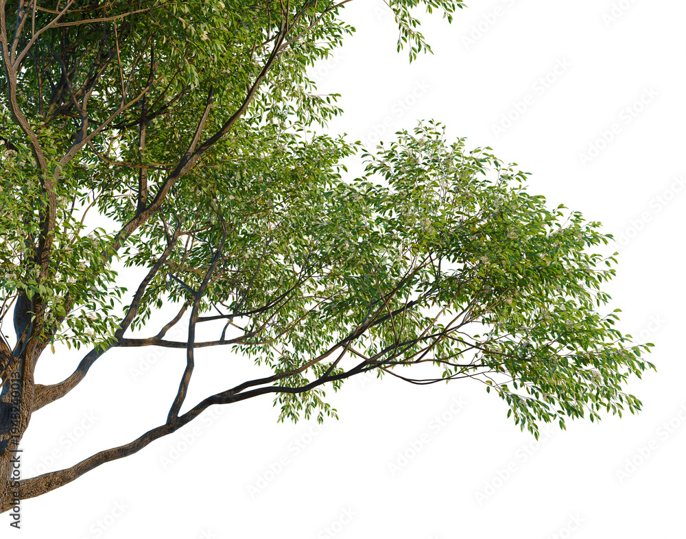 Fototapeta premium Corymbia calophylla tree, corner view, cutout, isolate, transparent background, Branch of a tree with green leaves, close-up, nature, outdoors, high resolution image