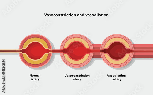 Understanding artery health with clear illustrations of vasoconstriction and vasodilation for medical education