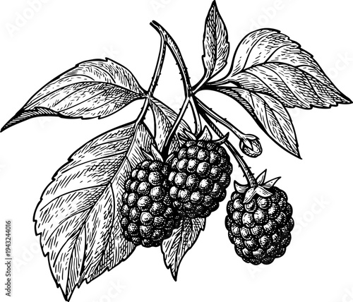 Blackberry branch with leaves. Isolated ink sketch. Hand drawn vintage engraving illustration.
