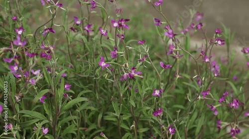 Wallpaper Mural Purple Matthiola flowers (night violet) swaying in the wind Torontodigital.ca