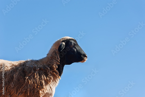 Dorper Sheep Grazing on Arid Ground in a Rural Setting earth covered with sparse patches of grass.