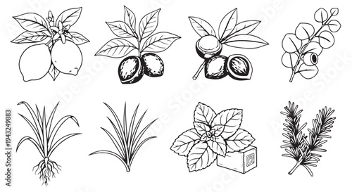 Illustrations of various citrus plants, herbs, and root systems in botanical drawings