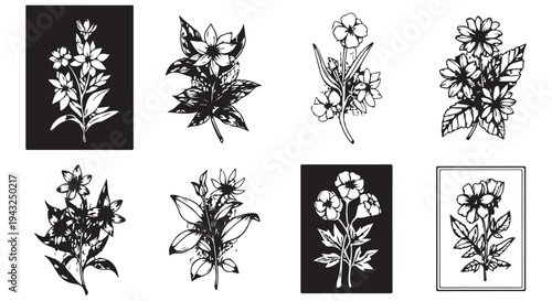 Black and white botanical illustrations of various flowers and plants