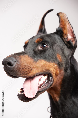 Doberman pinscher profile portrait showing alertness and intelligence, a purebred working dog with cropped ears, black and tan coat, and open mouth panting