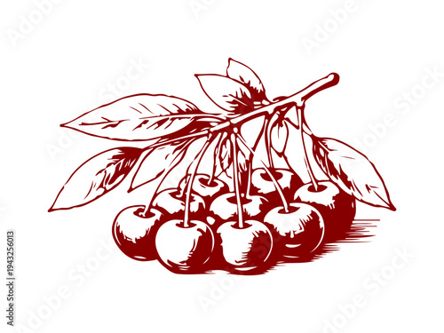 Simple hand drawn cherry branch icon, engraved illustration.