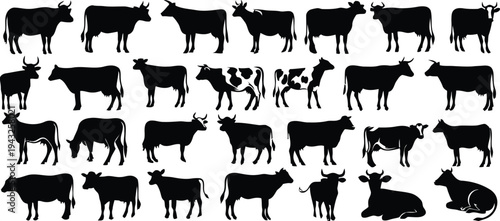Set of black cow silhouettes collection standing in different poses and angles