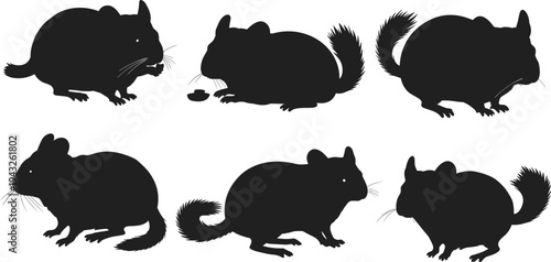 Chinchilla silhouettes, pet rodents, animal poses, vector illustration design set