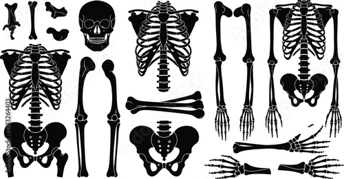 World health day silhouette human skeleton anatomy on white background