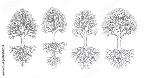 Four Bare Trees with Visible Root Systems on White Background