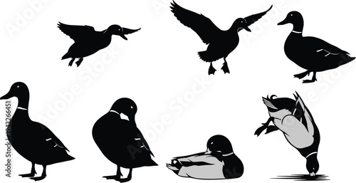 Collection of duck silhouettes in various actions, flying, swimming, diving, standing, preening, realistic vector illustration for farm, wildlife, nature, bird design