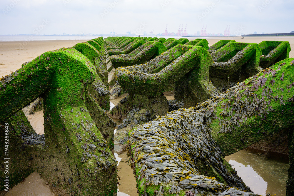 Fototapeta premium Sea weed and moss covered sea defense concrete blocks on a serene, sandy beach.
