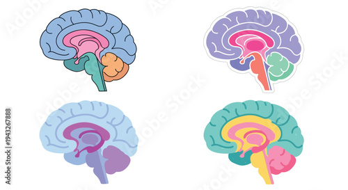 Anatomical illustrations of the human brain from multiple perspectives