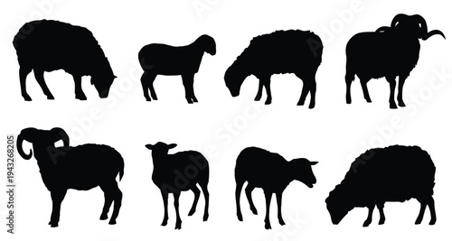 Silhouettes of sheep and rams in various poses on white background vector