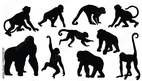 Silhouettes of various monkeys in different poses isolated on white background